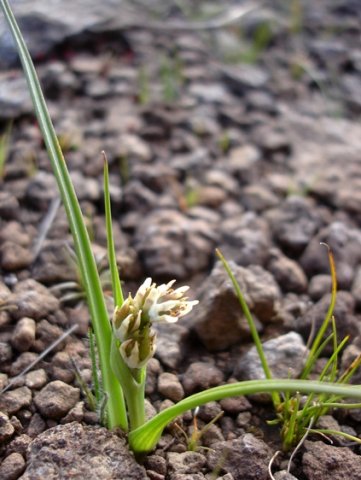 Colchicum striatum near the finish line for the year